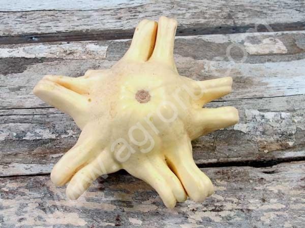 Необычные тыквы, сквоши, кабачки. Семена