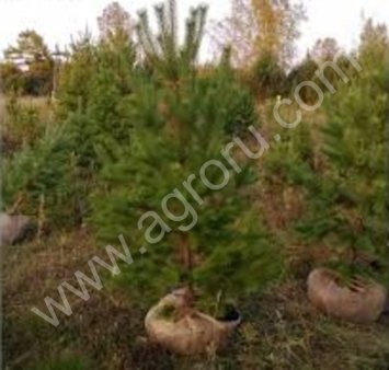 Саженцы Сосны обыкновенной