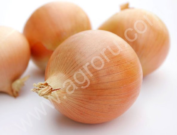 лук оптом !!! На перо!