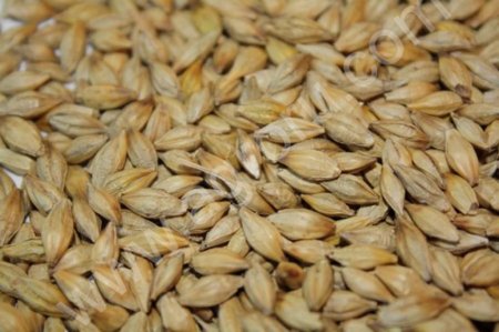 Ячмень фуражный