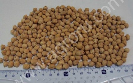 семена нута ПРИВО-1 (Элита)