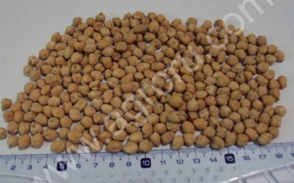 семена нута ПРИВО-1 (Элита)