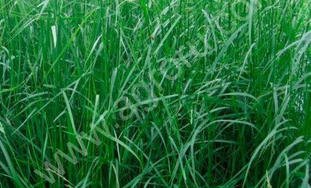 Фестулолиум