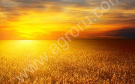 Мука пшеничная