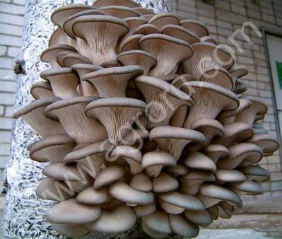 Грибы Вешенка