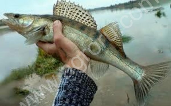 щуку, судака