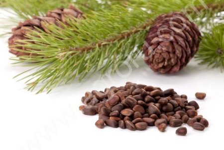 Кедровый орех