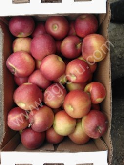 Яблоки от производителя