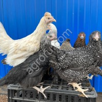 Куры молодки
