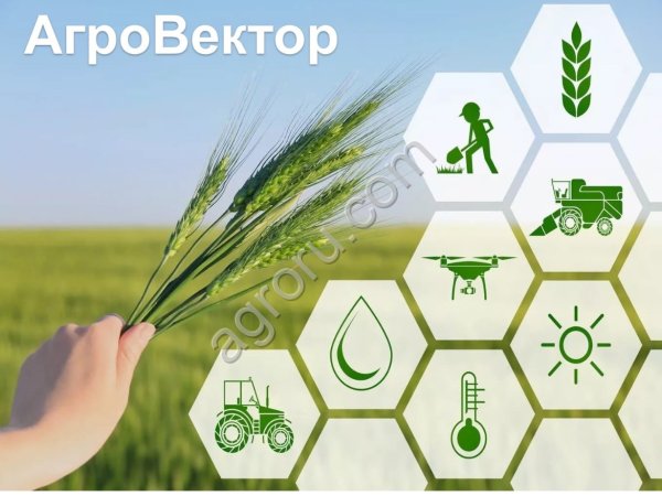 Семена донника желтого