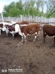 Крупный рогатый скот в Оренбургской области