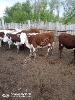 Крупный рогатый скот в Оренбургской области