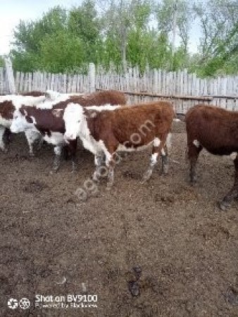 Крупный рогатый скот в Оренбургской области