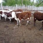 Крупный рогатый скот в Оренбургской области