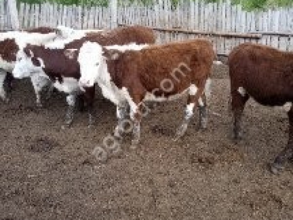 Крупный рогатый скот в Оренбургской области