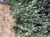 Березовые веники сухие