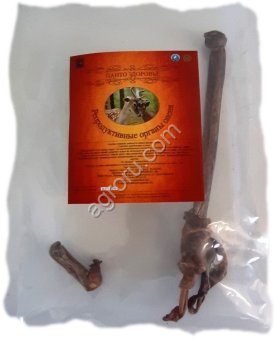 Репродуктивный орган оленя,