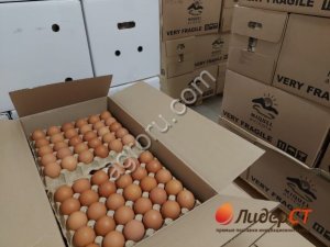 Инкубационное яйцо Росс308,Кобб500