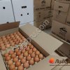 Инкубационное яйцо Росс308,Кобб500