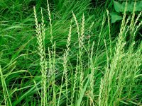 Райграс однолетний, сорт Изорский, РС1/ЭС.