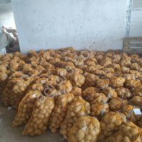 картофель Мелодия