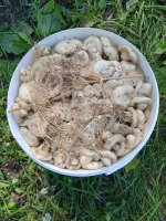 Грузди солено-отварные