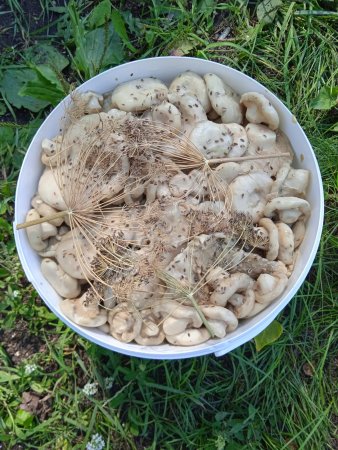 Грузди солено-отварные