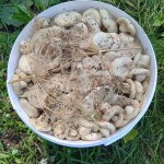 Грузди солено-отварные