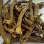 Корень солодки