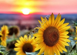 семена подсолнечника ДЕРКУН (КЛЕАРФИЛД)