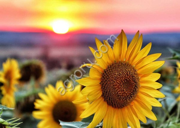 семена подсолнечника ДЕРКУН (КЛЕАРФИЛД)