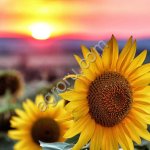 семена подсолнечника ДЕРКУН (КЛЕАРФИЛД)