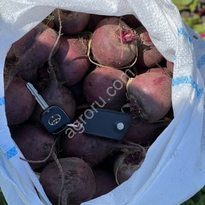 Свекла