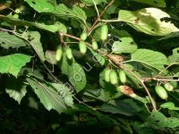 Актинидия коломикта (кишмиш): саженцы и семена