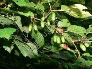 Актинидия коломикта (кишмиш): саженцы и семена