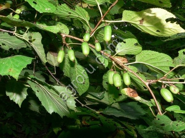 Актинидия коломикта (кишмиш): саженцы и семена