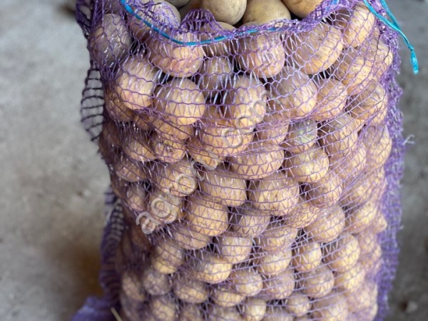 Картофель СЕМЕННОЙ 1-я и 2-я репродукции