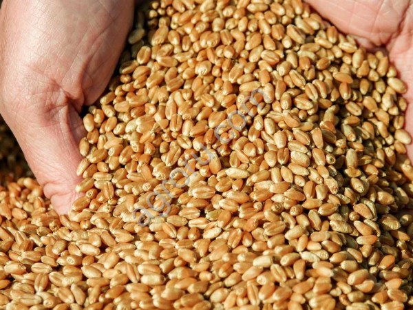 Семена озимой пшеницы (Скипетр)