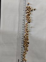 Горох продовольственный