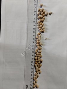 Горох продовольственный