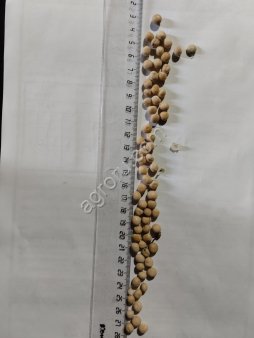 Горох продовольственный