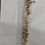 Горох продовольственный