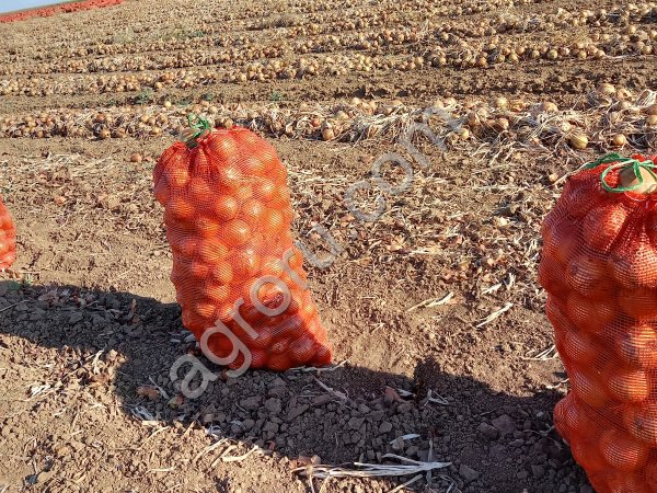 Лук репчатый