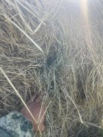 Сено в рулонах