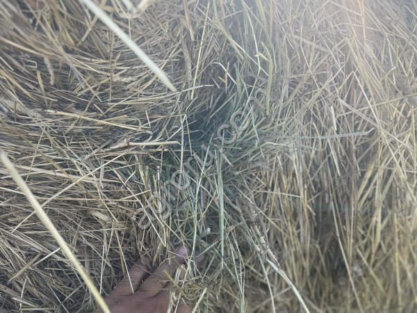 Сено в рулонах