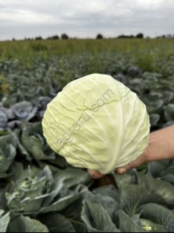 капусту от фермера