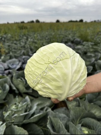 капусту от фермера