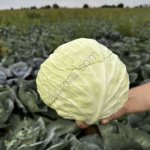 капусту от фермера