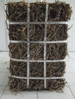 Корень солодки