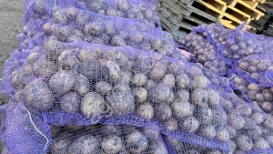Картофель от производителя